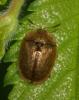 Hypocassida subferruginea